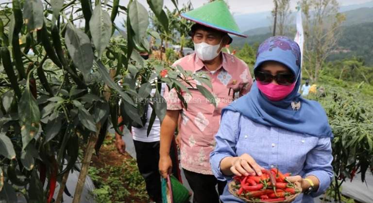 Panen Raya Cabai Desa Palugon Kecamatan Wanareja.